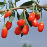 Goji Berry Plant - Hardy Perennial | 3 x 9cm | Red