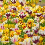 Thompson & Morgan Tulip Rembrant Mix - 32 Bulbs