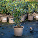 Sarcococca Hookeriana 'winter Gem' - Hardy Evergreen Fragrant Shrub | 1 x 2L | Red & White