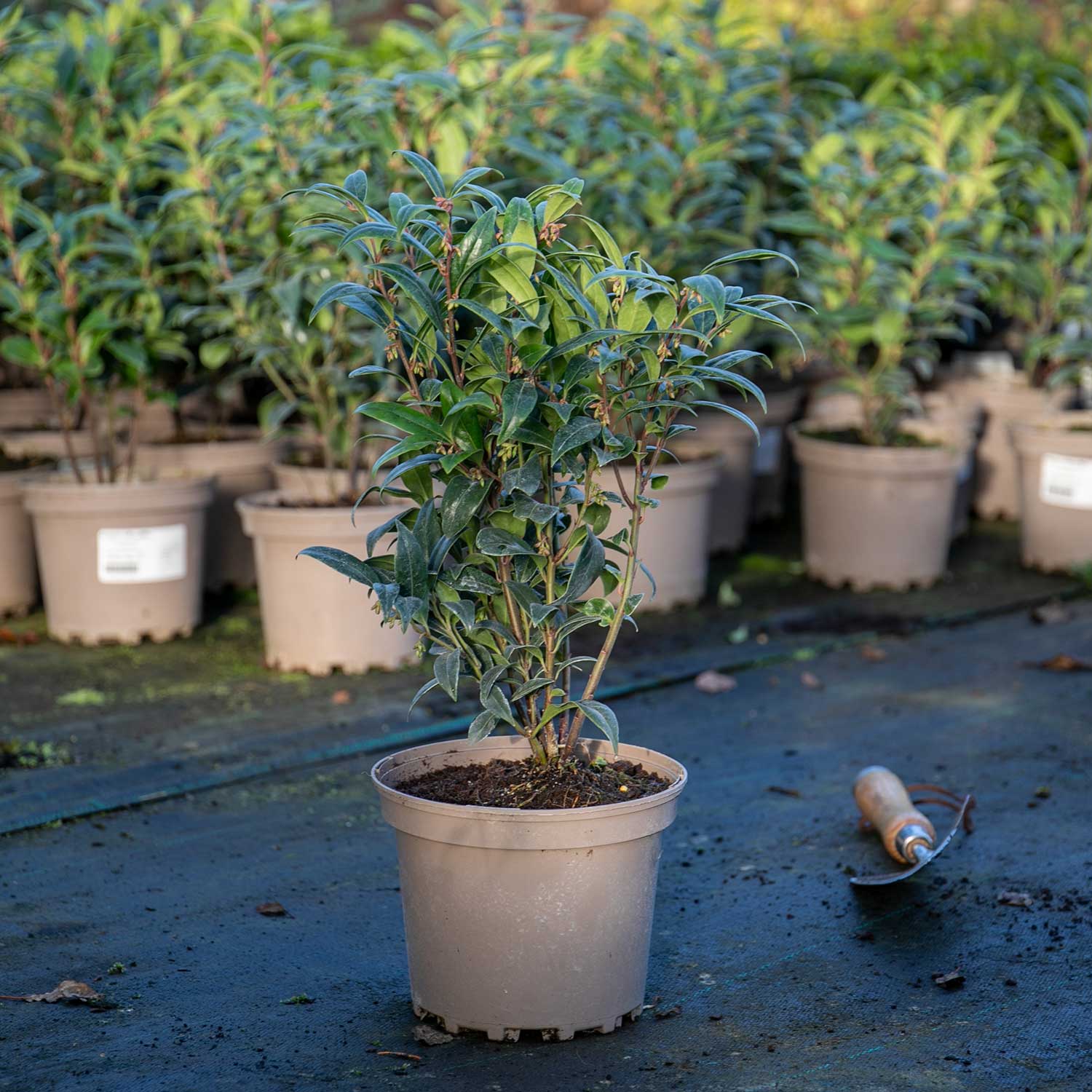 Sarcococca Hookeriana 'winter Gem' - Hardy Evergreen Fragrant Shrub | 1 x 2L | Red & White