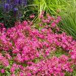 Geranium 'intense' 50cm Neon-pink Flowering Perennial | 1 x 2L | Pink