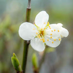 Patio Plum 'opal' - Fan-trained, Self-fertile | 25l | Purple