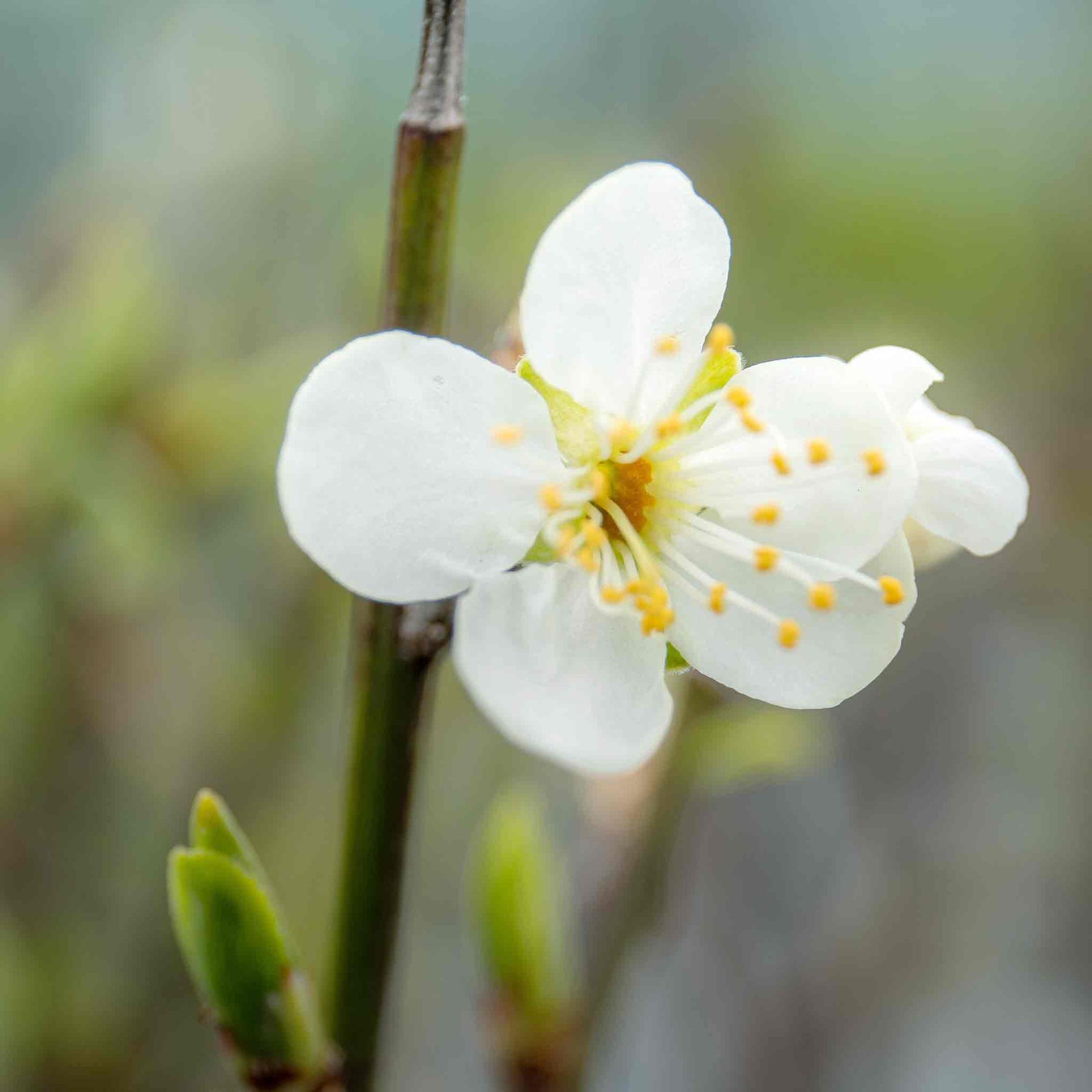 Patio Plum 'opal' - Fan-trained, Self-fertile | 25l | Purple