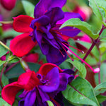 Hayloft Fuchsia Voodoo - 6 Young Plants
