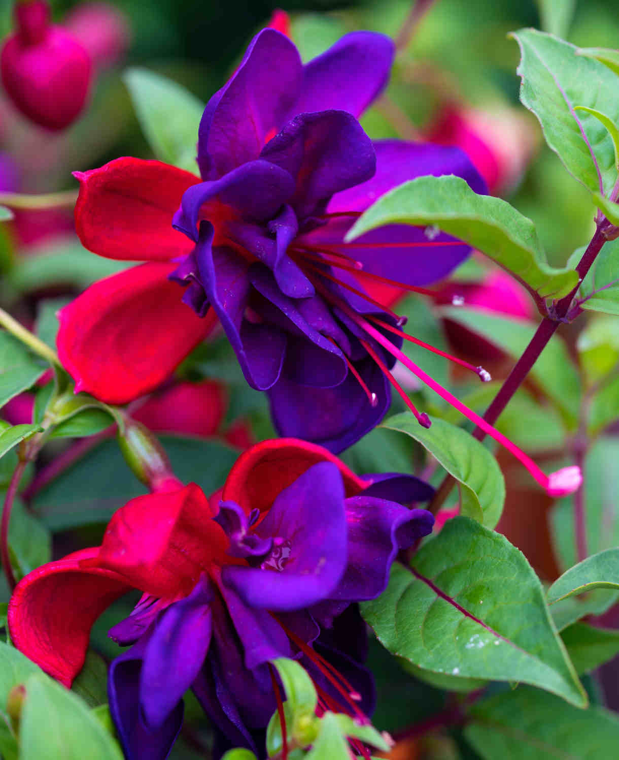 Hayloft Fuchsia Voodoo - 6 Young Plants