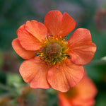 Geum 'totally Tangerine' Tangerine-orange Perennial | 3 x 9cm | Multi