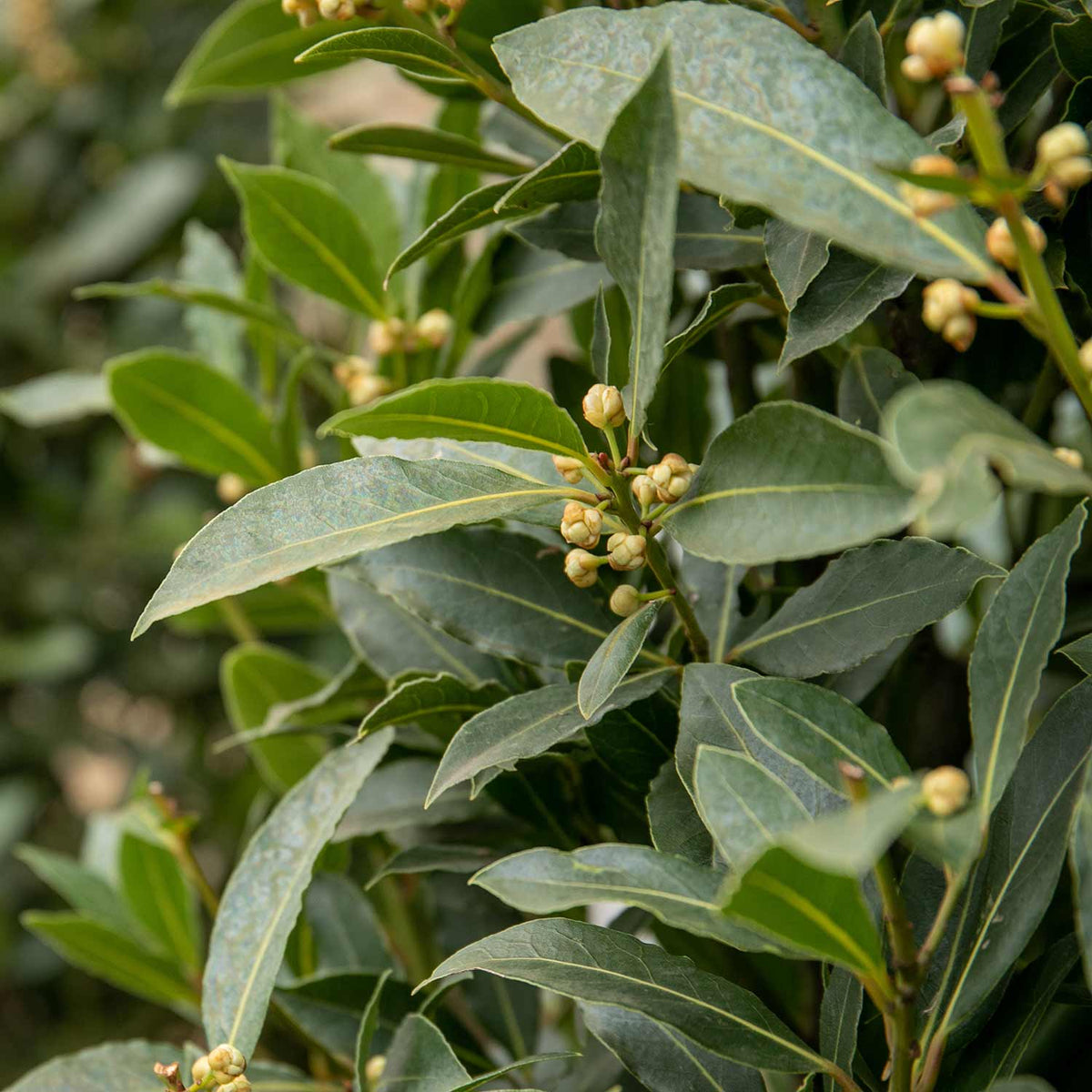Pyramid Bay Tree (laurus Nobilis) - Evergreen Topiary For Pots & Doorways | 100cm | Green