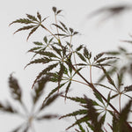 Japanese Maple - Acer Palmatum 'Garnet' - Height 60-70cm - ⌀19cm | Set of 1 | Red