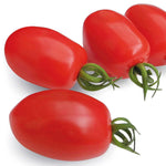 Organic 'monterrey' F1 Cordon Cherry Tomato Seeds | 6 Seeds