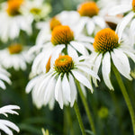 Everlasting Perennial Collection - plug plants | Set of 10 | Multi