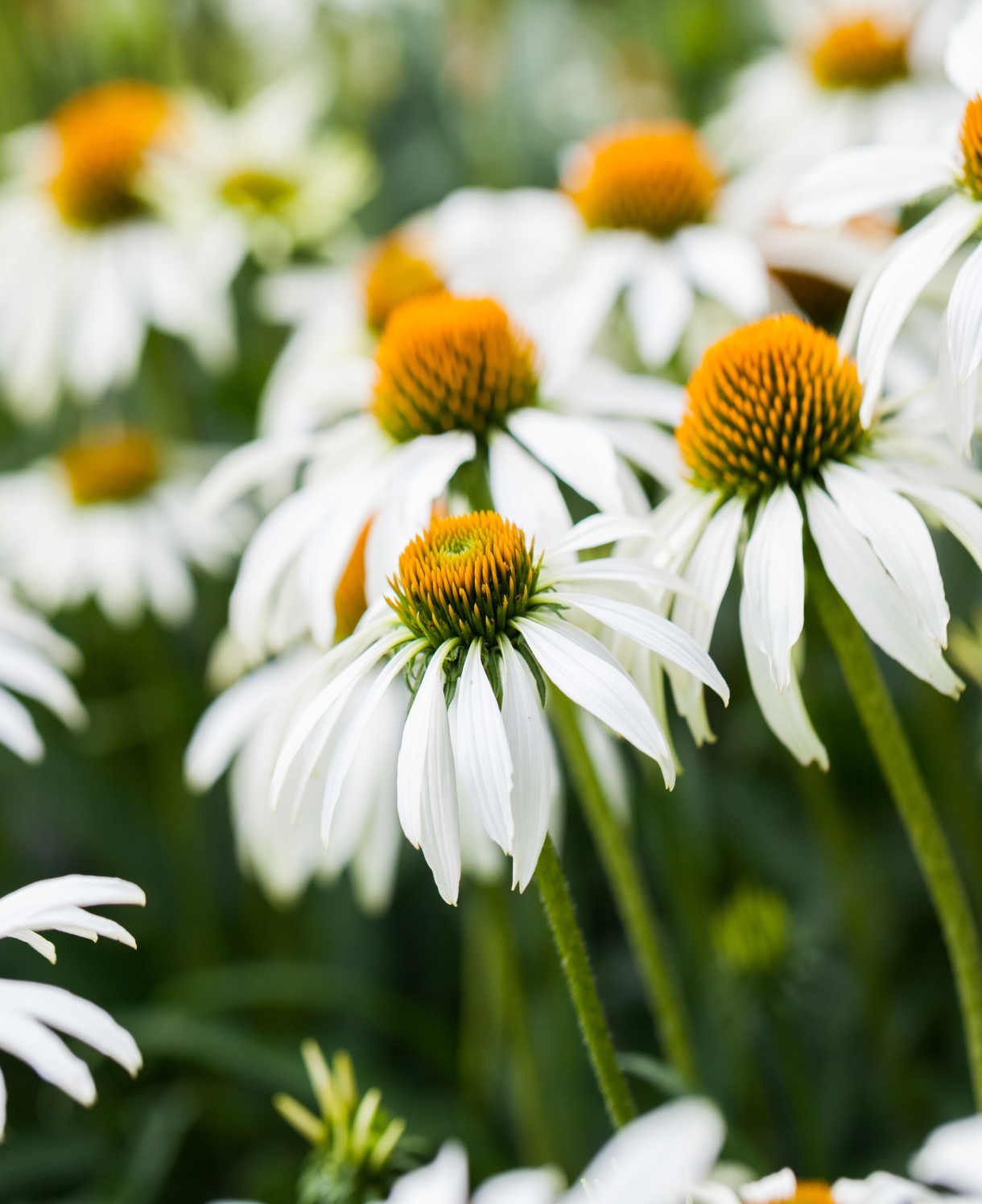 Everlasting Perennial Collection - plug plants | Set of 10 | Multi
