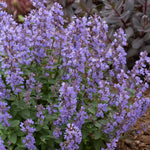 Nepeta 'purssian Blue' — Rhs Award Of Garden Merit, Pollinator-friendly Perennial | 6 x 3 x 2m | Blue