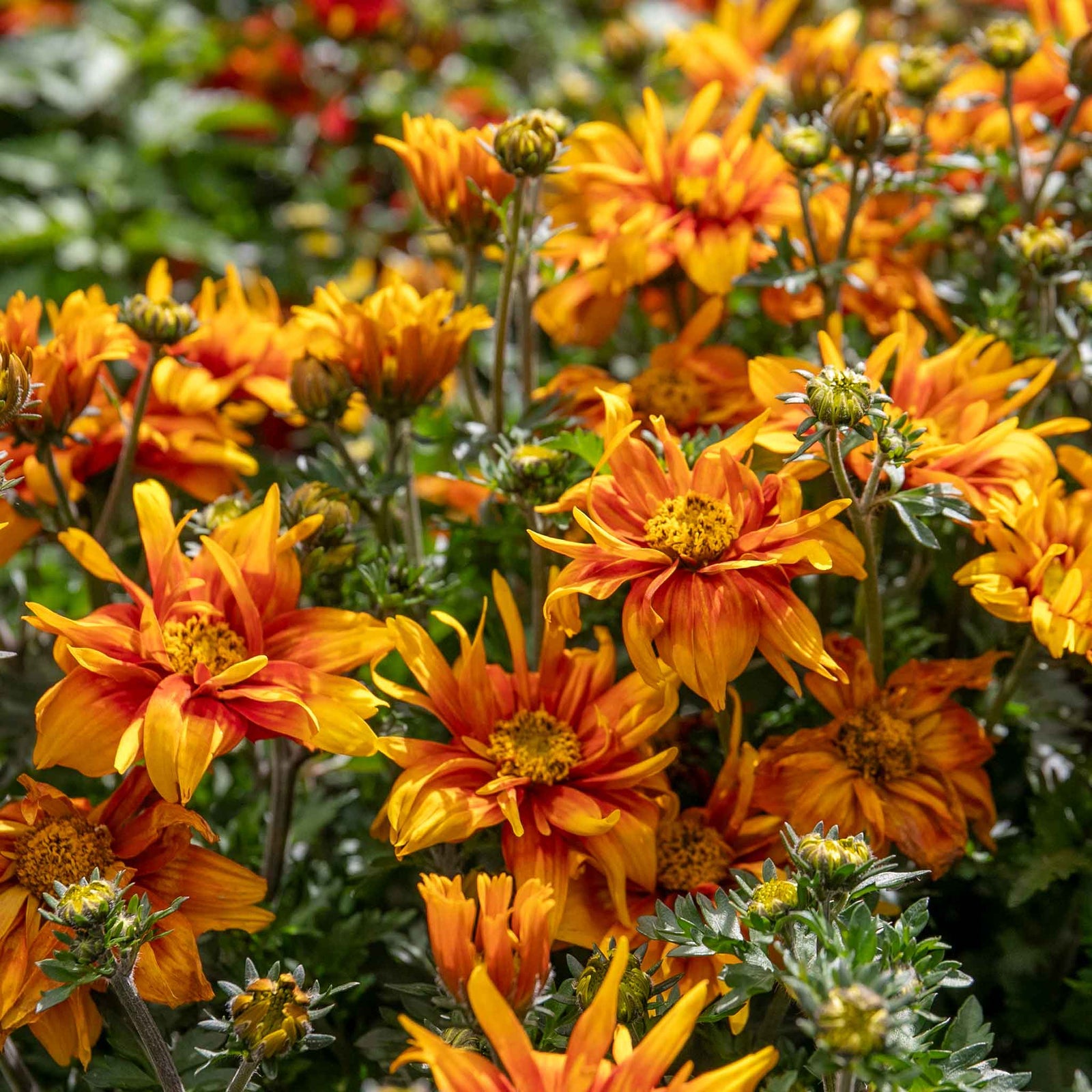 Bidens 'bee Happy Double Orange' Perennial For Containers And Borders | 12 x Plug Plants | Orange