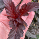 Physocarpus Lady In Red Shrub 5ft Tall Extra Large In A 7.5 Litre Pot
