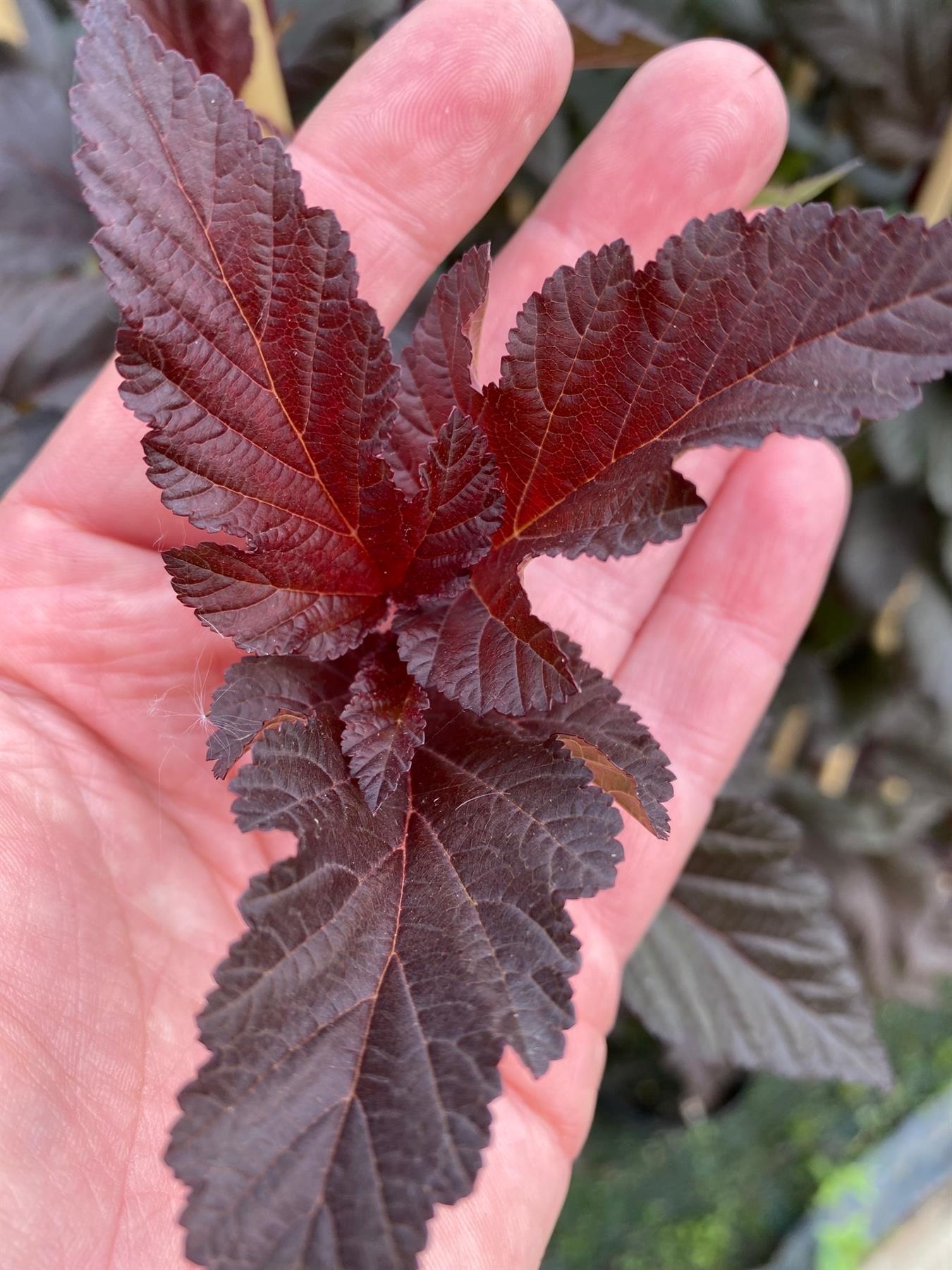 Physocarpus Lady In Red Shrub 5ft Tall Extra Large In A 7.5 Litre Pot