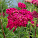 Achillea 'sassy Summer Taffy' 2l Salmon-pink Perennial | Set of 1