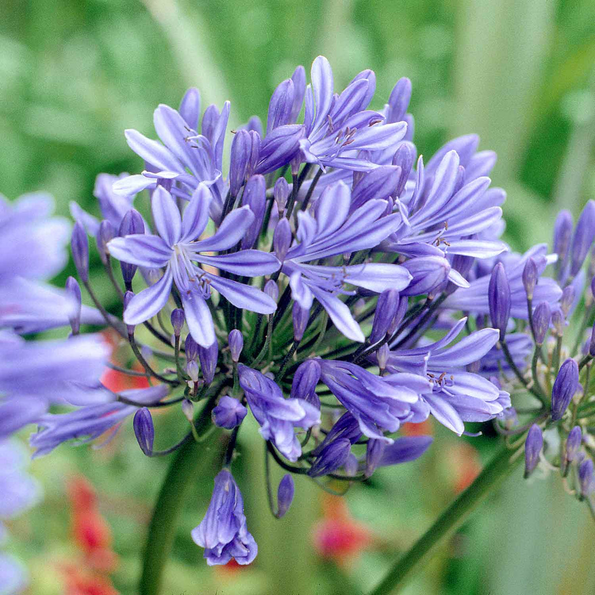 Agapanthus 'blue Storm' Compact Violet-blue Perennial | Set of 1