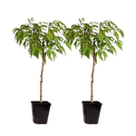 Peach Tree - Prunus Persica 'Saturne' - Height 60-70cm - ⌀15cm | Set of 2 | Pink