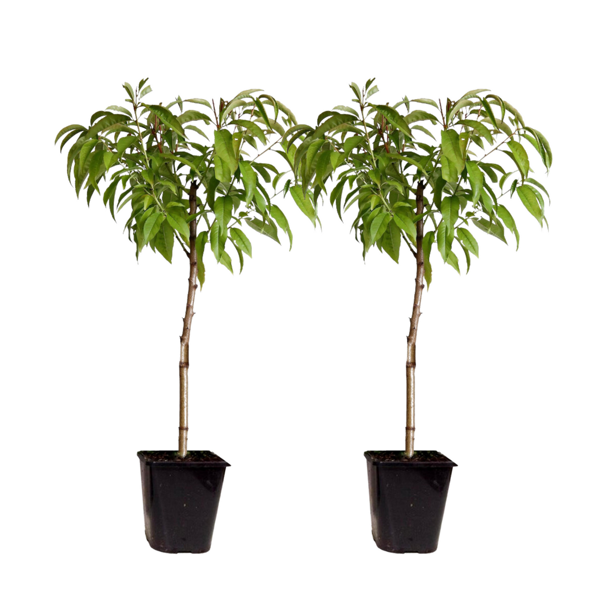 Peach Tree - Prunus Persica 'Saturne' - Height 60-70cm - ⌀15cm | Set of 2 | Pink