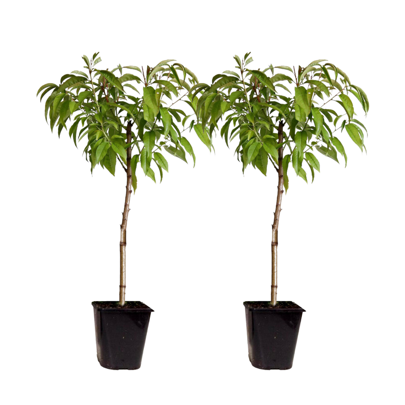 Peach Tree - Prunus Persica 'Saturne' - Height 60-70cm - ⌀15cm | Set-of-2 | Pink