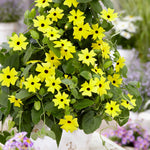 Thunbergia 'yellow' Climbing Plant | 12 x Plug Plants | Yellow