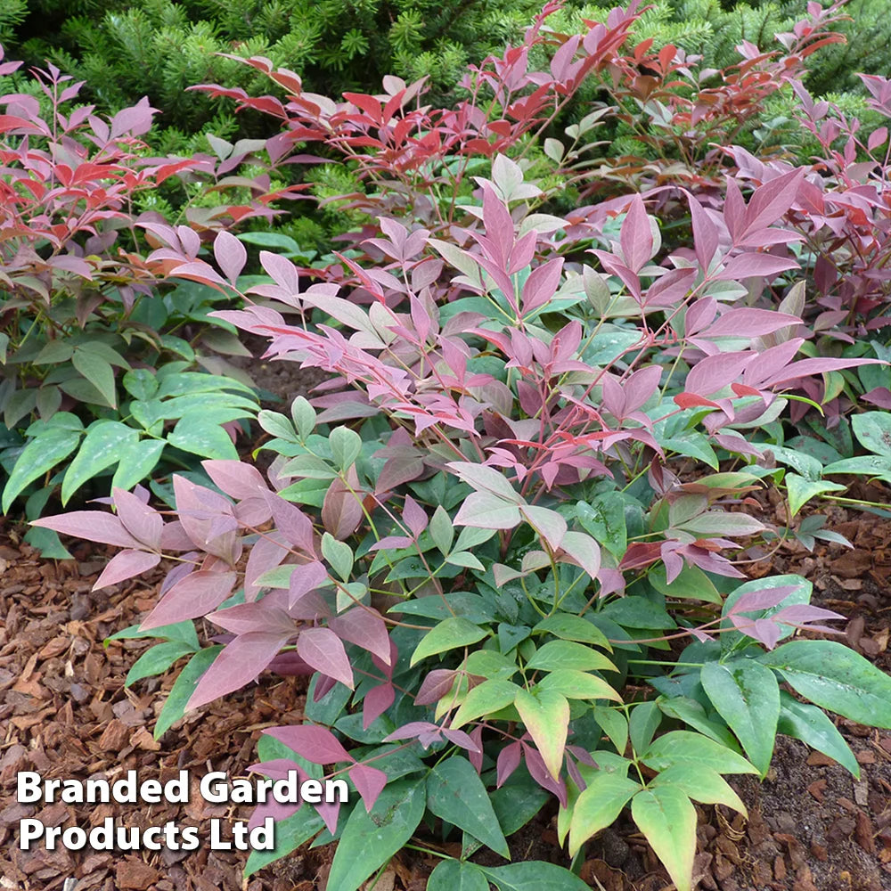 Nandina Domestica Obsessed | Set of 1