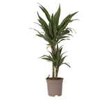 Dragon Tree - Dracaena Deremensis 'warneckei' - Height 60-70cm - ⌀17cm | Set of 1 | Green