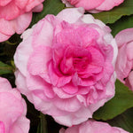 Busy Lizzie 'glimmer Double Pink' Plant 30-40 Cm | 6 x Plug Plants | Pink