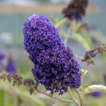 Buddleja Davidii 'adonis Blue' Shrub | 1 x 3L | Purple