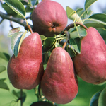 Pear Williams Red Fruit Tree 6ft Tall Supplied In A 12 Litre Pot