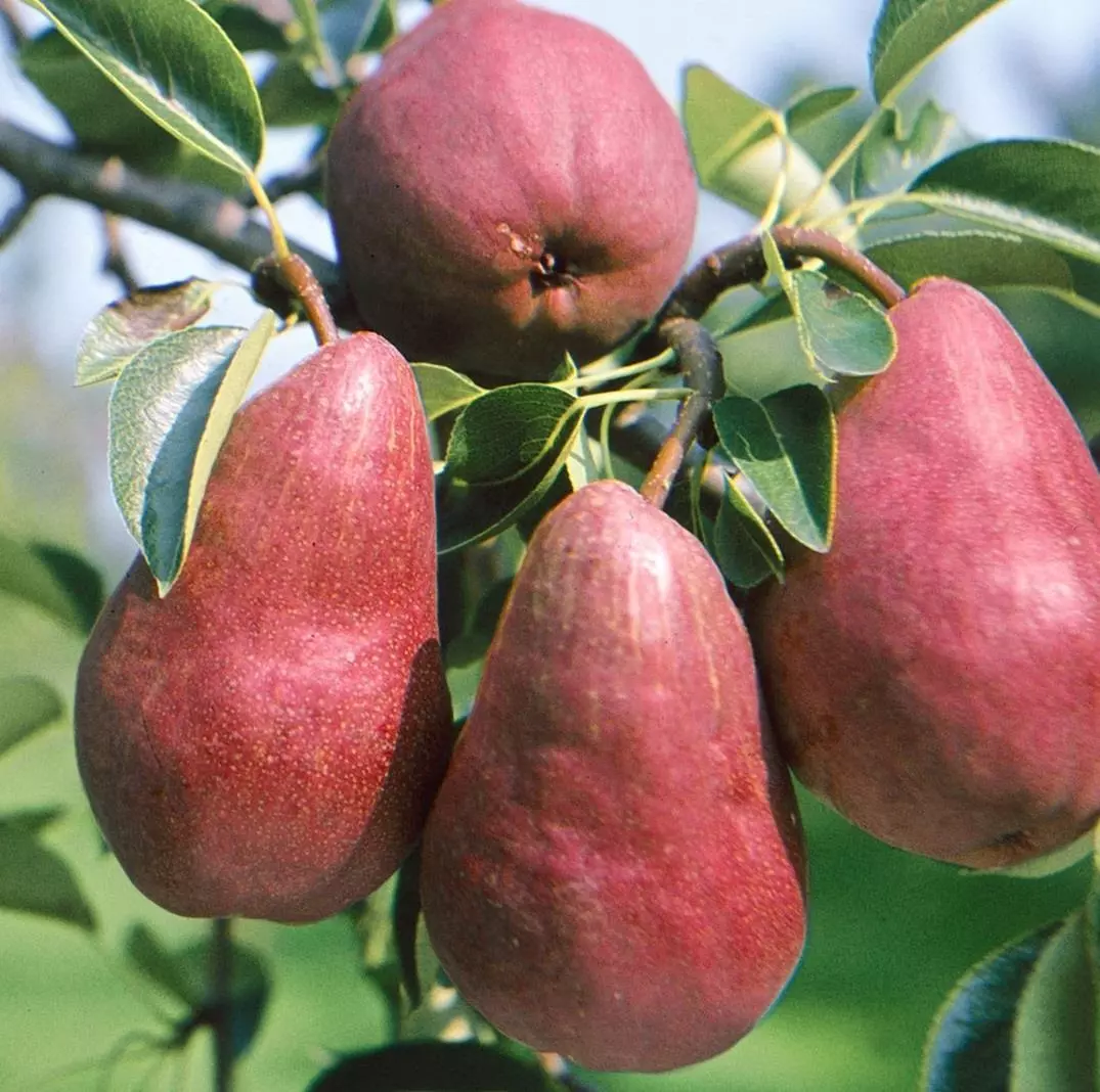 Pear Williams Red Fruit Tree 6ft Tall Supplied In A 12 Litre Pot