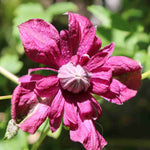 Hayloft Clematis Viticella 'purpurea Plena Elegans' - 8cm Pots