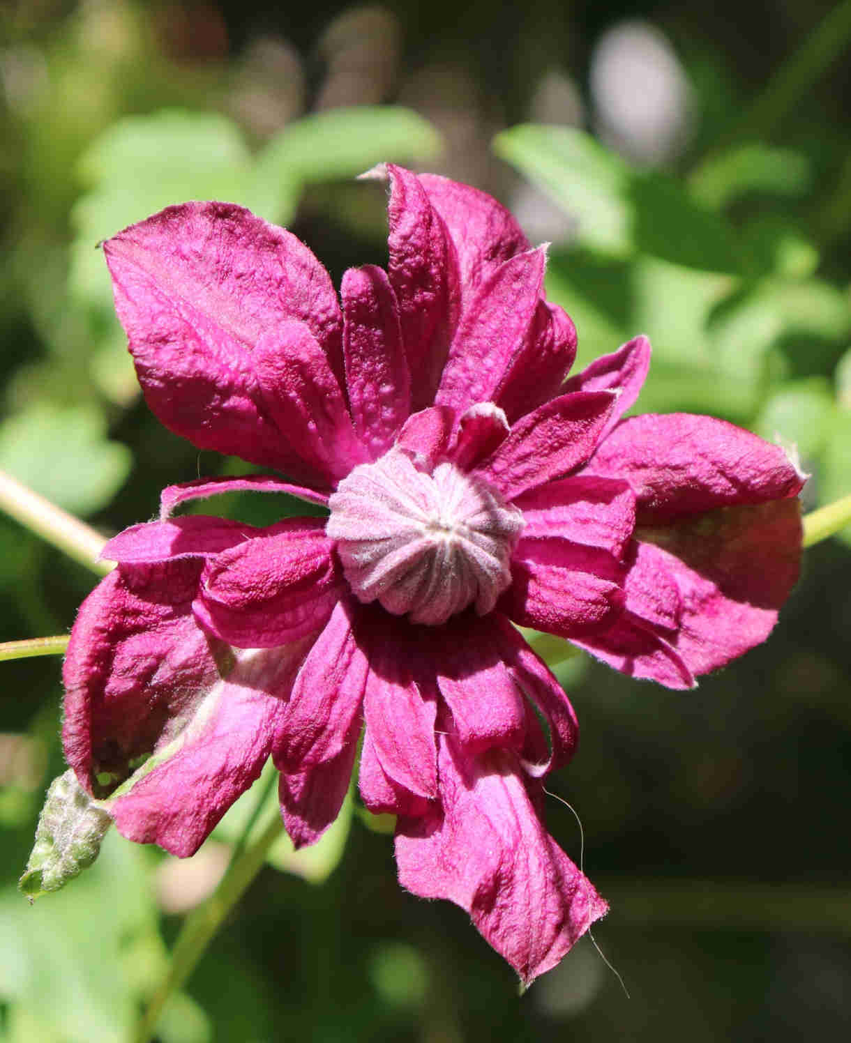Hayloft Clematis Viticella 'purpurea Plena Elegans' - 8cm Pots