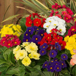 Marshalls Garden Polyanthus 'stella Mix' - Hardy Winter Bedding