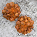 Shallot Duo Pack - Red Sun & Golden Gourmet | Set of 2