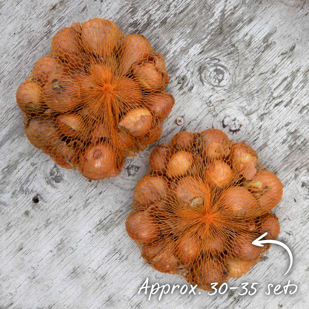 Shallot Duo Pack - Red Sun & Golden Gourmet | Set of 2