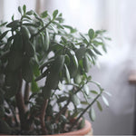 Jade Plant - Crassula Ovata 'minor' - Height 45-50cm - ⌀23cm | Set of 1 | Green
