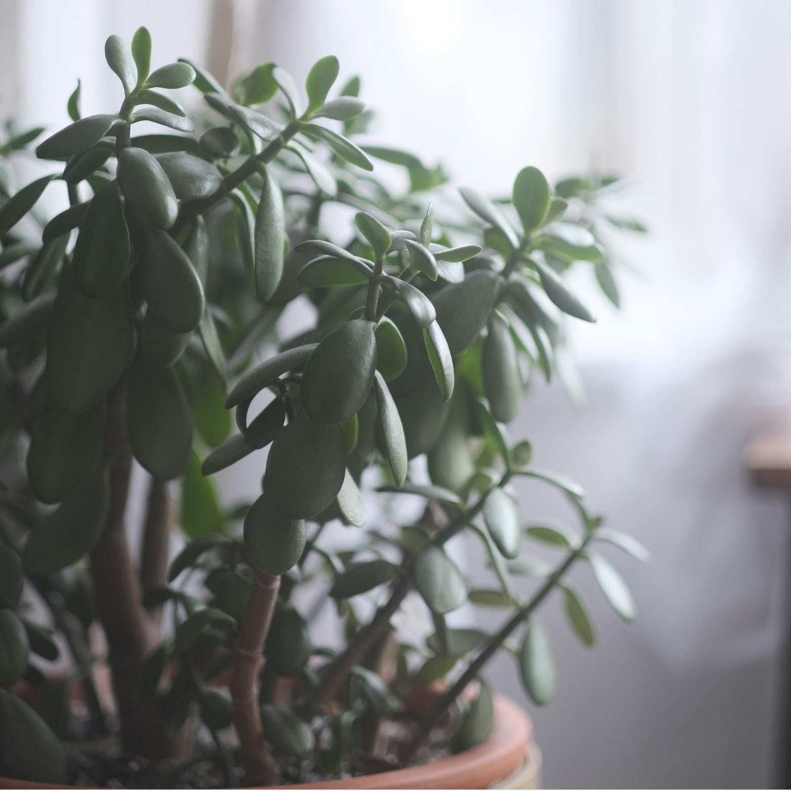 Jade Plant - Crassula Ovata 'minor' - Height 45-50cm - ⌀23cm | Set of 1 | Green