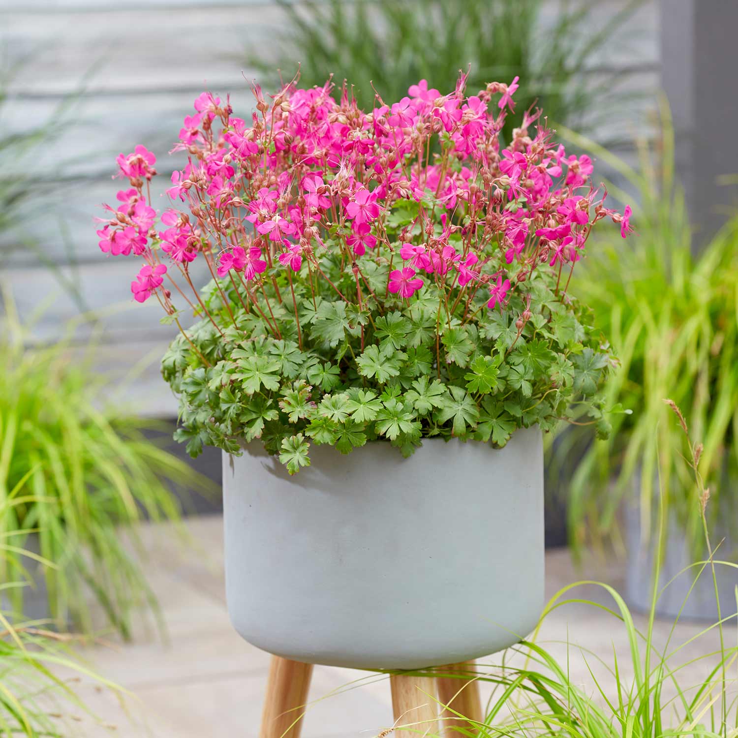 Geranium 'intense' 50cm Neon-pink Flowering Perennial | 1 x 9cm | Pink