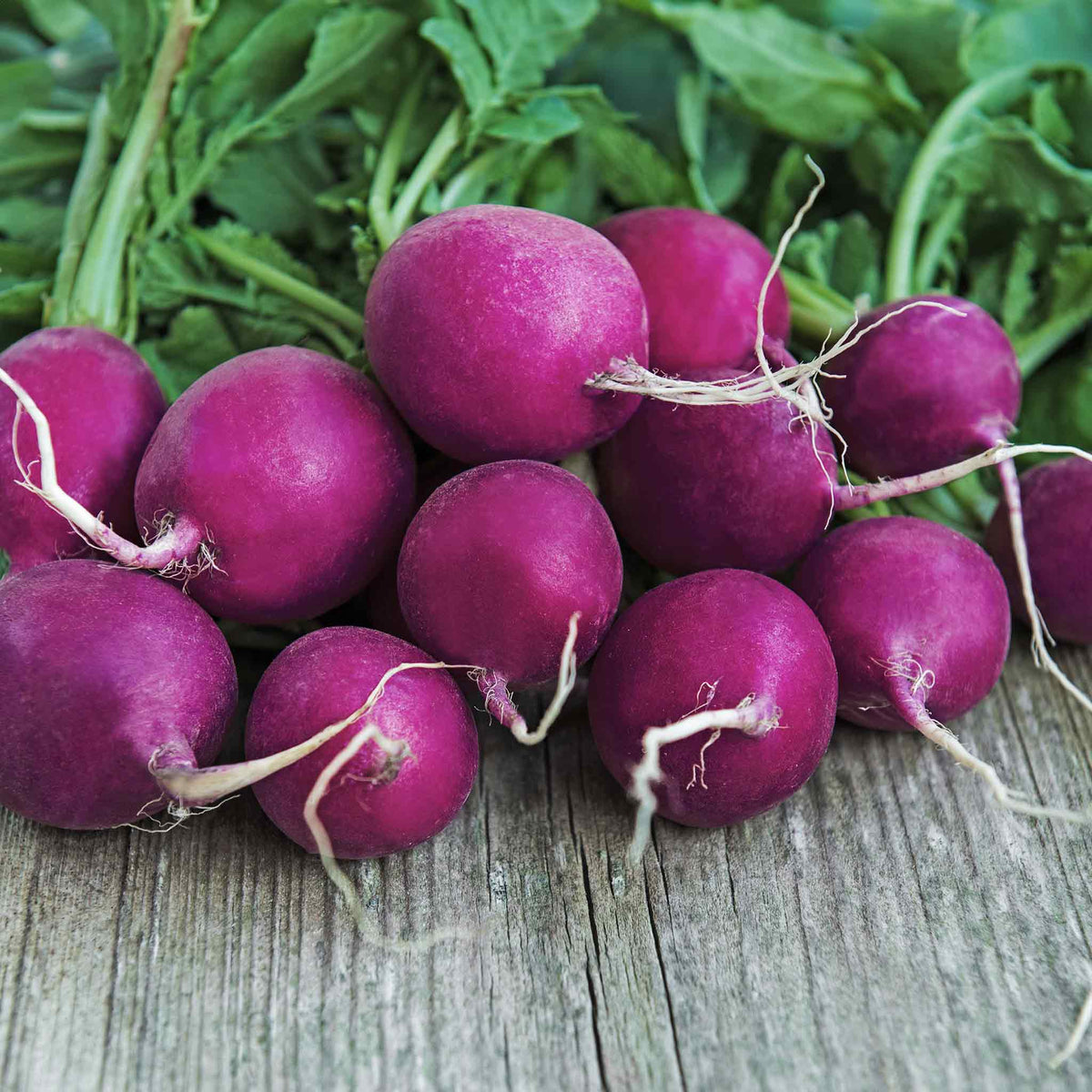 Radish 'purple Plum' | 300 Seeds