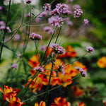 Verbena Bonariensis - A Firm Favourite With Our Pollinating Friends. | 1 x 9cm | Purple