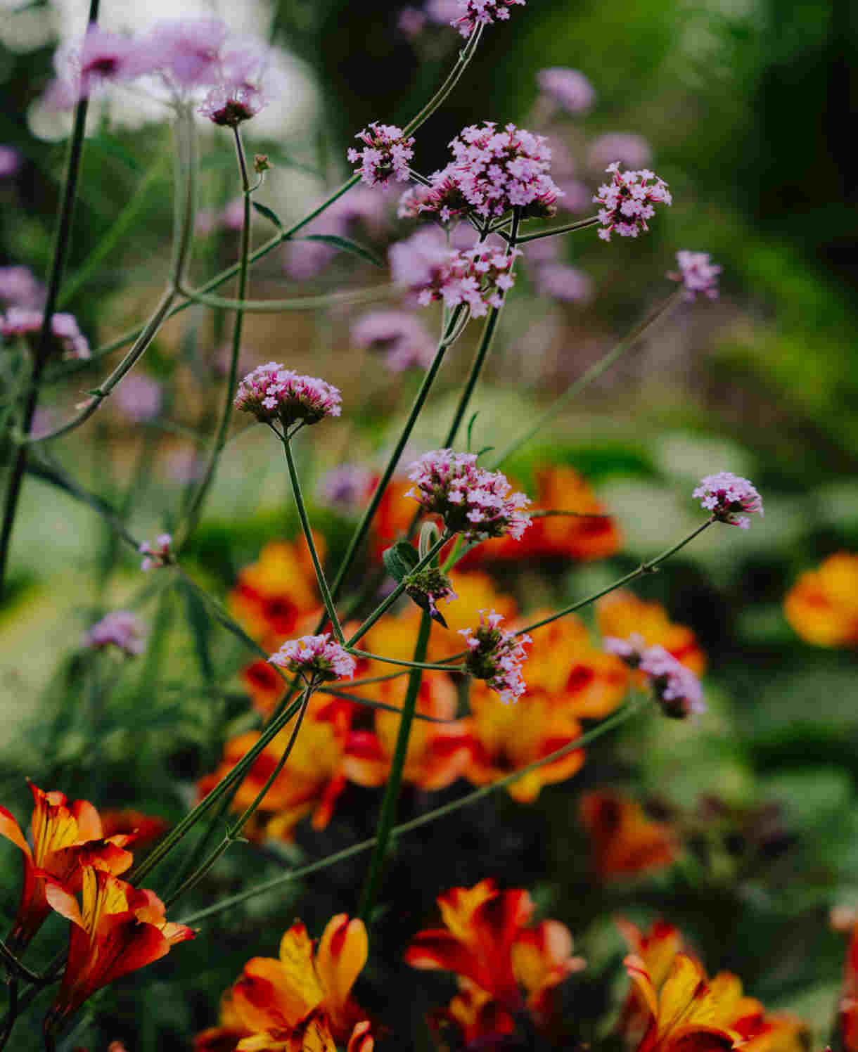 Verbena Bonariensis - A Firm Favourite With Our Pollinating Friends. | 1 x 9cm | Purple