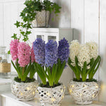 Hayloft Illuminated Hyacinth Basket Collection - White Baskets - Christmas Gift