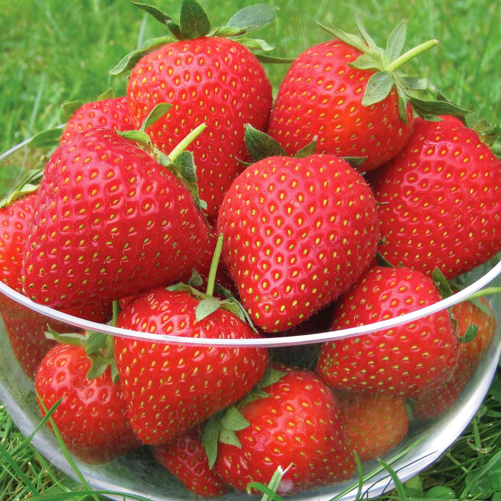 Strawberry 3-variety Long Cropping Collection Bare Root | Set of 30 | Red