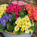 Primula Rosebud Mix - Enliven Your Winter And Spring Garden - 9cm pots | 6 x 9cm | Multi