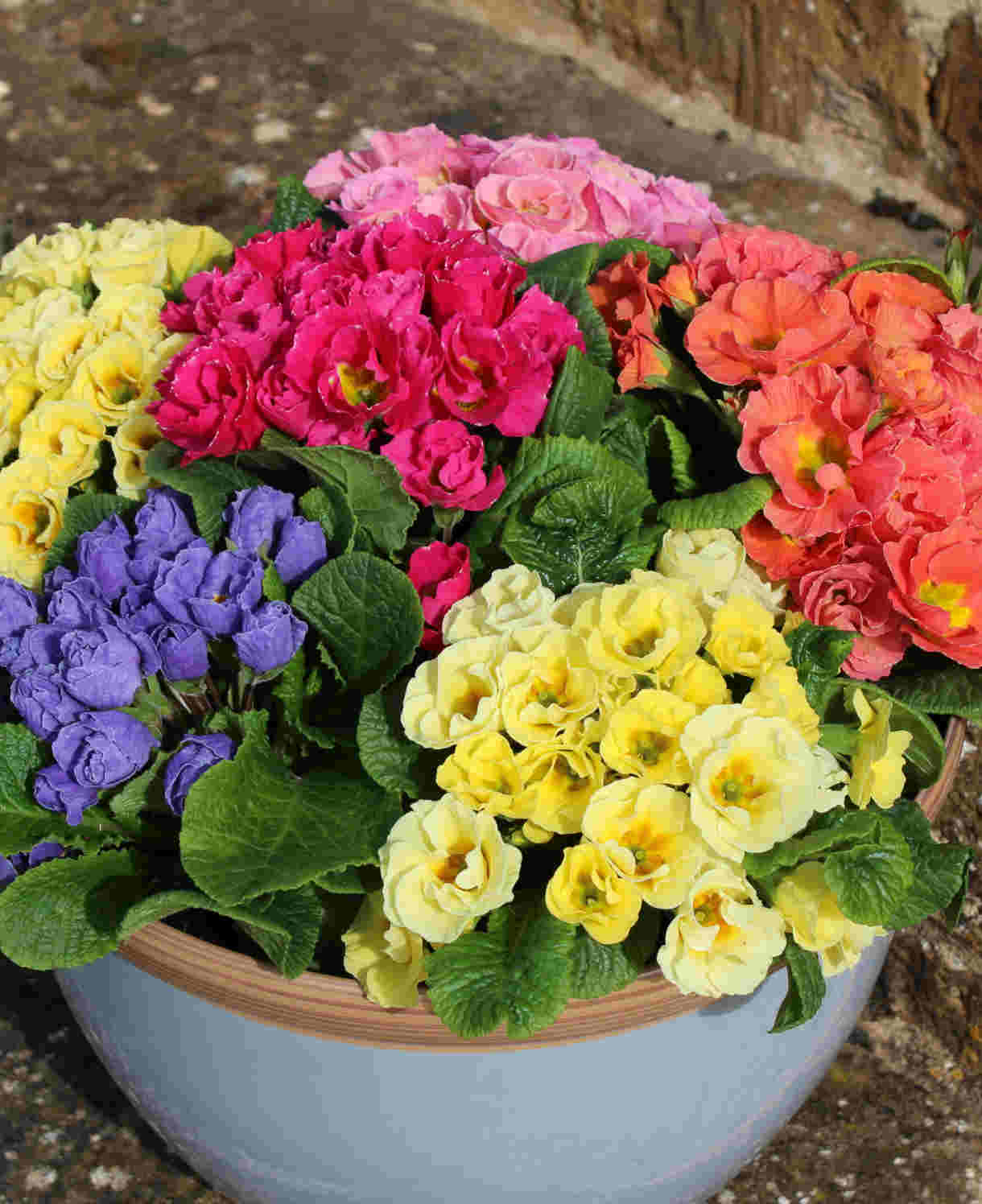 Primula Rosebud Mix - Enliven Your Winter And Spring Garden - 9cm pots | 6 x 9cm | Multi