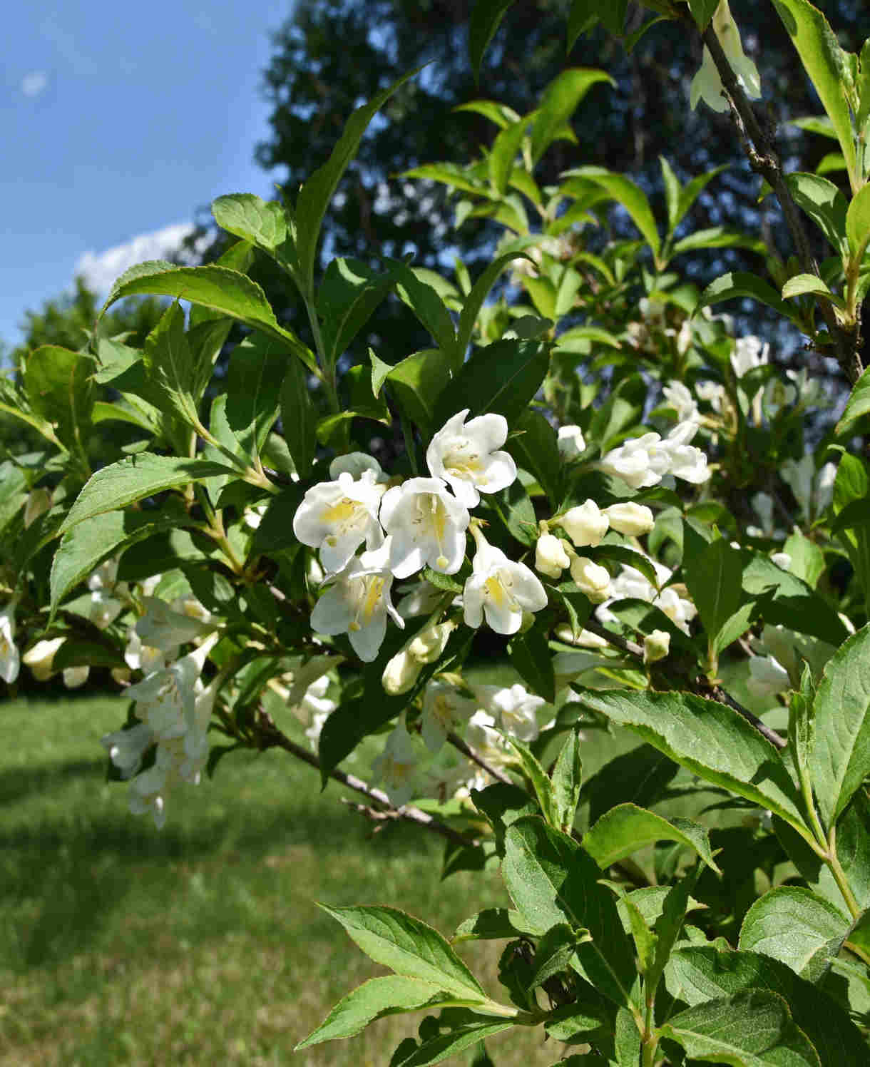 Weigela Florida 'snowflake' - 9cm pots | Set-of-1 | White