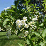 Weigela Florida 'snowflake' - 9cm pots | Set-of-2 | White