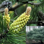 Scot's Pine Tree Pinus Sylvestris Plant Large 50-60cm Supplied In A 2 Litre Pot