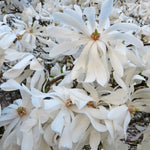 Magnolia Stellata 'royal Star' Compact Ornamental Tree | 7.2l | White